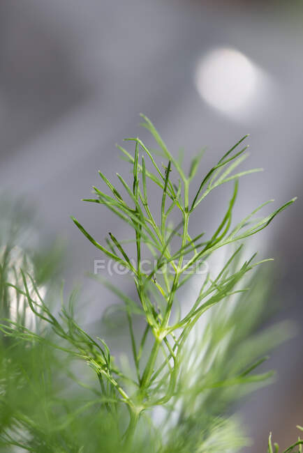 Nahaufnahme einer Dillpflanze auf verschwommenem Hintergrund — Stockfoto