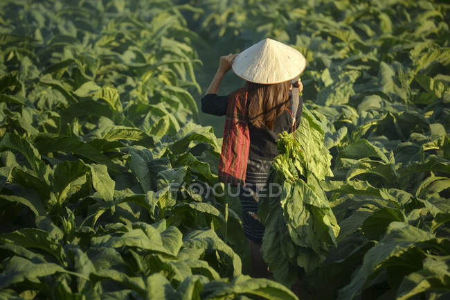 Agricultor caminando por un campo de tabaco, Tailandia - foto de stock