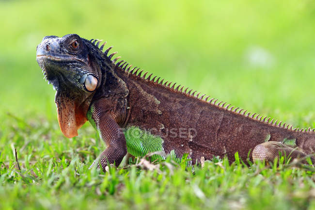 Porträt eines Leguans im grünen Gras, selektiver Fokus — Stockfoto