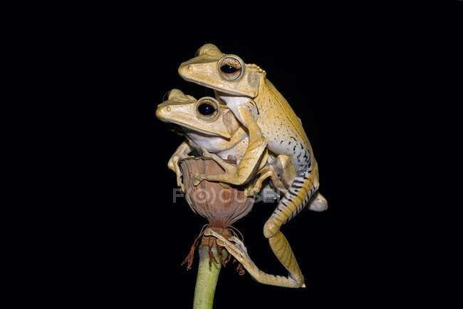 Дві жаби з вухатого дерева на квітковому бутоні, чорний фон — стокове фото