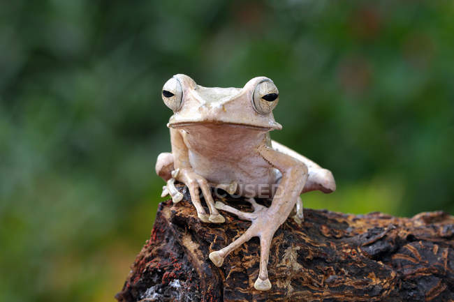 Eared tree frog on a tree, blurred background — Stock Photo