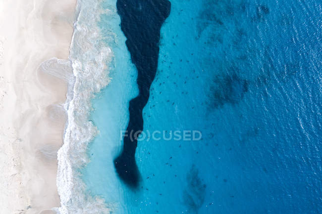 Vista aérea de tiburones alimentándose de una bola de cebo, Carnarvon, Australia Occidental, Australia - foto de stock