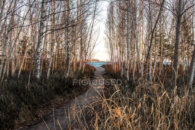 Chemin de randonnée à travers la forêt jusqu'à un lac, Toronto, Ontario, Canada — Photo de stock