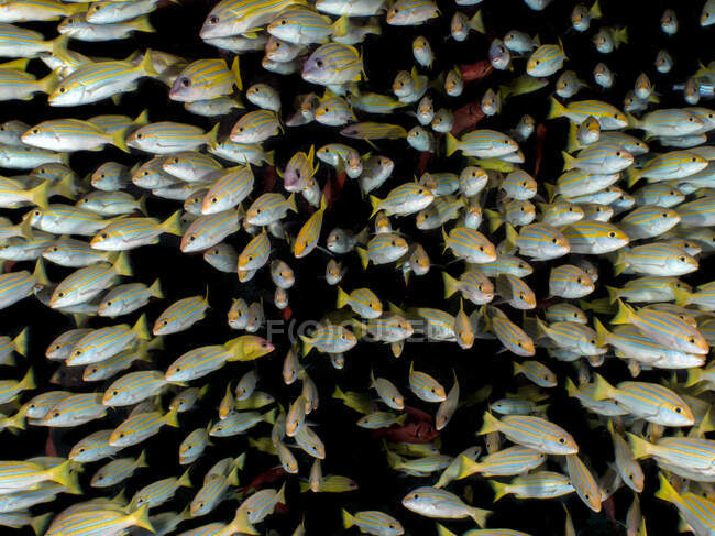 Flock of sea fish on black background — Stock Photo