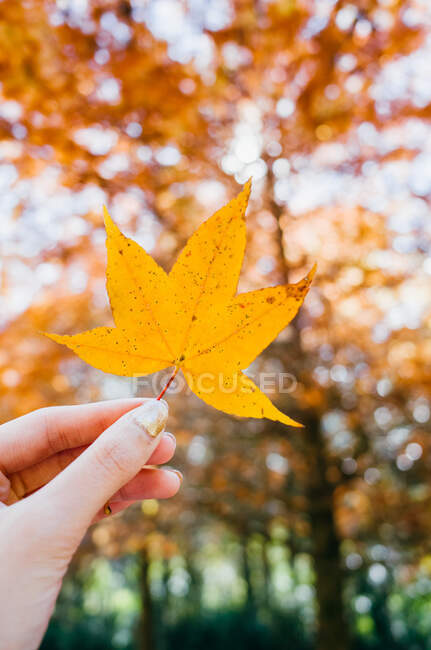 Woman's hand holding a maple leaf — Stock Photo