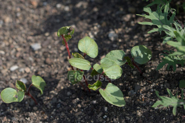 Выращивание рассады окры в саду — стоковое фото