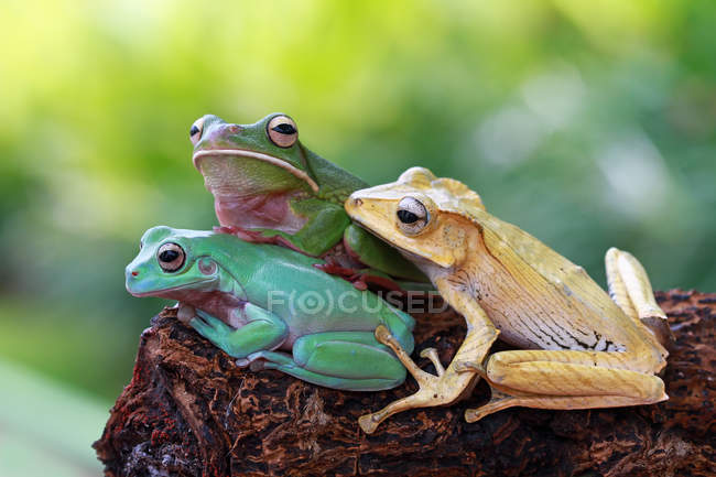Three frogs on a tree, blurred background — Stock Photo