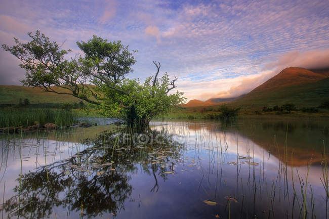 Reflejo del árbol en un lago, Connemara, Irlanda - foto de stock