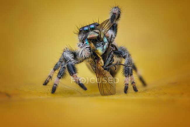 Araña saltando comiendo un insecto, vista de cerca - foto de stock
