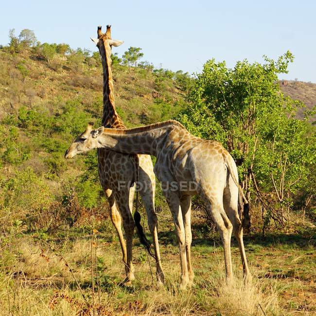 Dos jirafas siendo cariñosas con la vida silvestre - foto de stock