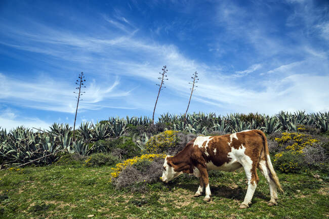Kühe weiden auf einem Feld, Tarifa, Cadiz, Andalusien, Spanien — Stockfoto