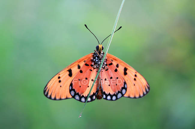 Butterfly on a blade of wet grass against blurred background — Stock Photo