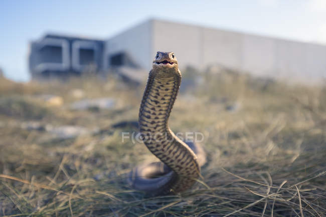 Serpente bruno orientale guardando la fotocamera, messa a fuoco selettiva — Foto stock