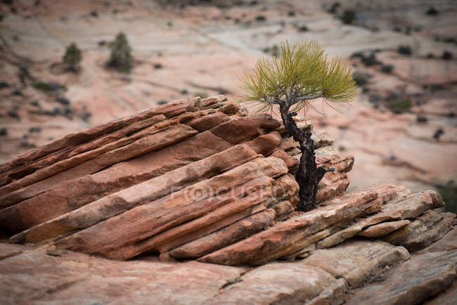 Vista panorámica de Sapling creciendo en rocas areniscas, Utah, América, EE.UU. - foto de stock