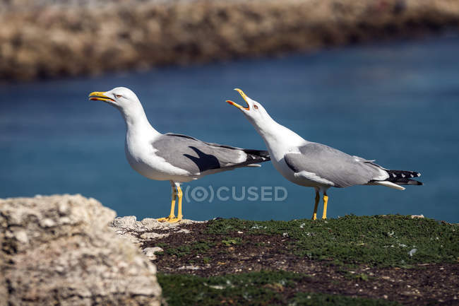 Две чайки на стене, Голубиный остров, Тарифа, Кадис, Андалусия, Испания — стоковое фото