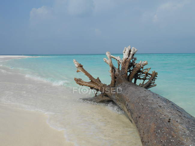 Vista panorámica de Driftwood en la playa, Vashafaru, Maldivas - foto de stock