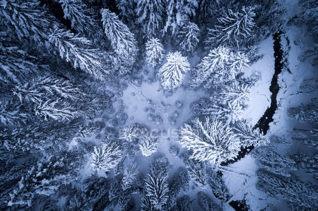 Aerial view of a river running through a winter forest, Zauchensee, Salzburg, Austria — Stock Photo