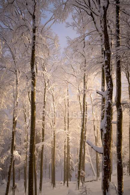 La luz del sol en un bosque nevado, Gaisberg, Salzburgo, Austria - foto de stock