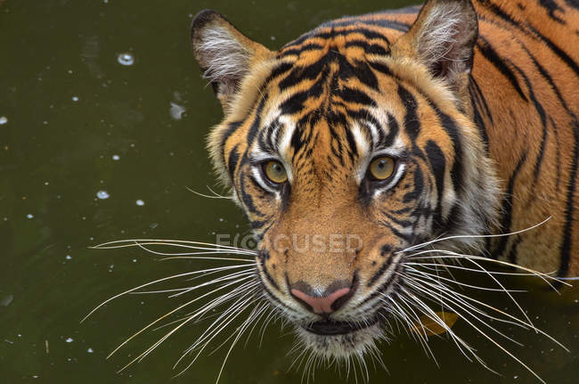 Retrato de primer plano de un tigre de Sumatra, Java Occidental, Indonesia - foto de stock