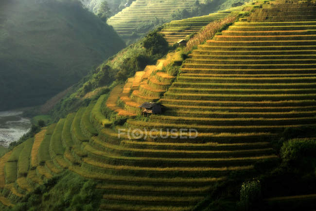 Мальовничий вид на красиві зелені рисових тераси під час заходу сонця, В'єтнам — стокове фото