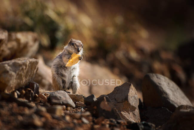 Esquilo Barbary Ground comendo uma batata frita, Fuerteventura, Ilhas Canárias, Espanha — Fotografia de Stock