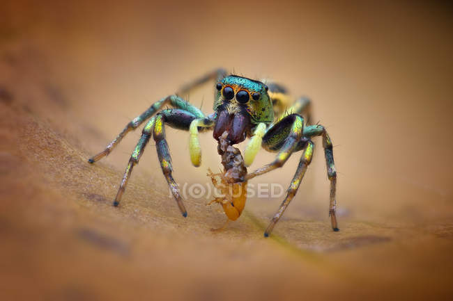Araignée sauteuse avec proie sur fond flou — Photo de stock