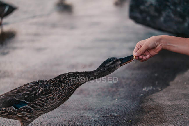 Visão lateral do menino alimentando um pato — Fotografia de Stock
