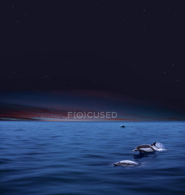 Vista panorámica de los delfines nadando en el océano a la luz de la luna. - foto de stock
