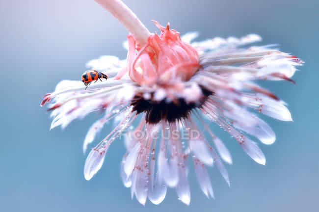 Primo piano vista di coccinella su una testa di fiore — Foto stock