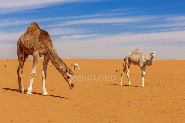 Veduta panoramica dei cammelli nel deserto, Riyadh, Arabia Saudita — Foto stock
