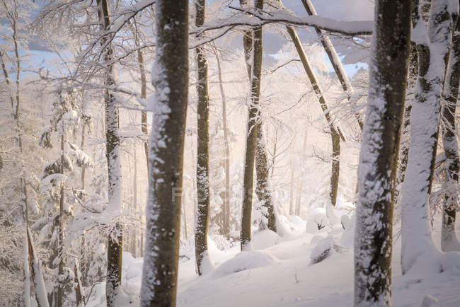 Sonnenlicht im verschneiten Wald, gaisberg, salzburg, Österreich — Stockfoto