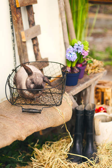Rustic arrangement with a Rabbit sitting in a basket — Stock Photo