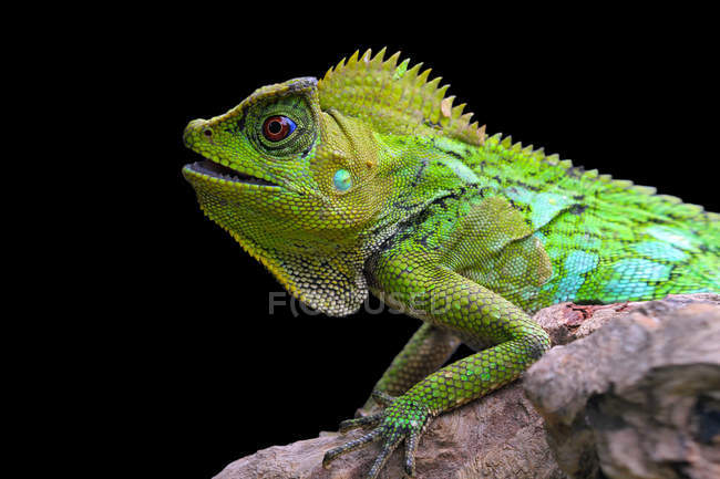 Retrato de un camaleón sobre fondo negro - foto de stock