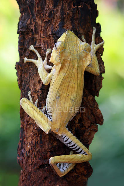 Grenouille à oreilles sur un tronc d'arbre, fond flou — Photo de stock