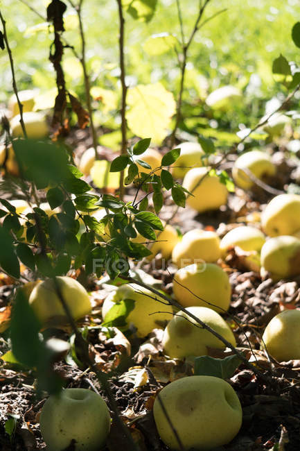 Manzanas maduras Golden deliciosas en el suelo - foto de stock