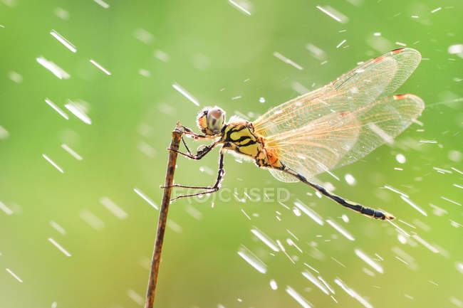 Nahaufnahme der Libelle im Regen, grüner Hintergrund — Stockfoto