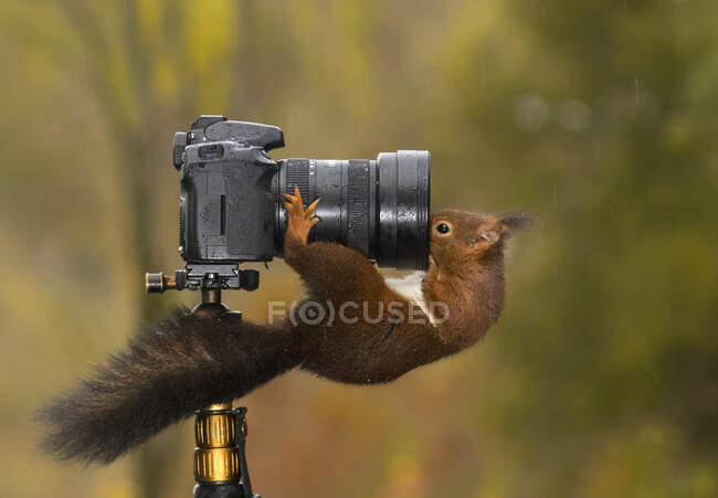 Eichhörnchen blickt in die Linse einer Kamera — Stockfoto