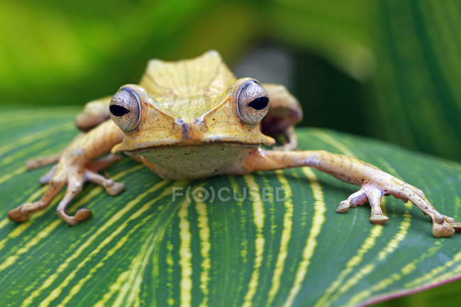 Жаба з вухатого дерева на листі дивиться на камеру, розмитий фон — стокове фото