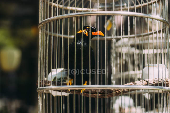 Gros plan d'un oiseau dans une cage sur fond flou — Photo de stock