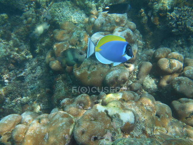 Peces tropicales nadando en los arrecifes de coral, Atolón Haa Alif, Maldivas - foto de stock