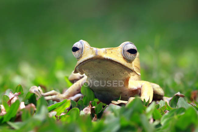 Ушастая древесная лягушка, сидящая на траве, размытый фон — стоковое фото