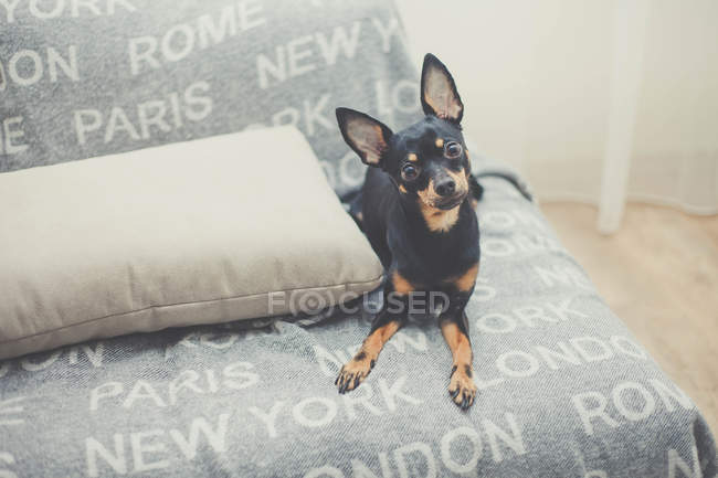 Portrait d'un chien miniature en pinscher noir assis sur un canapé — Photo de stock