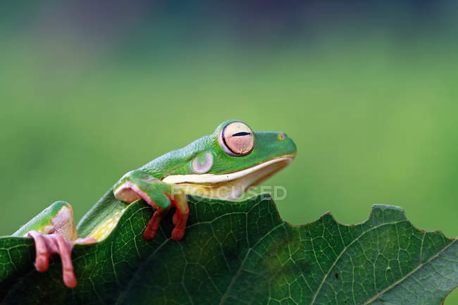 Білосніжна деревна жаба на листі, розмитий фон — стокове фото