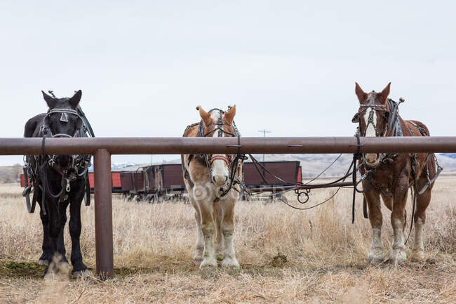 Três cavalos em pé no posto de engate, Wyoming, América, EUA — Fotografia de Stock