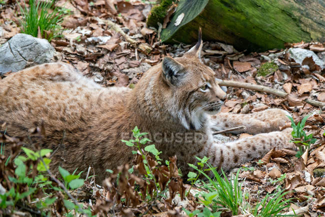 Primo piano vista di Male Eurasian Lynx, Alpi austriache, Grunau im Almtal, Gmunden, Austria — Foto stock