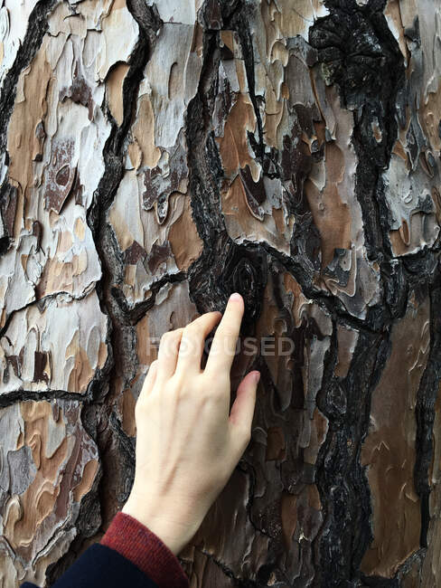 Рука жінки торкається кори дерева. — стокове фото