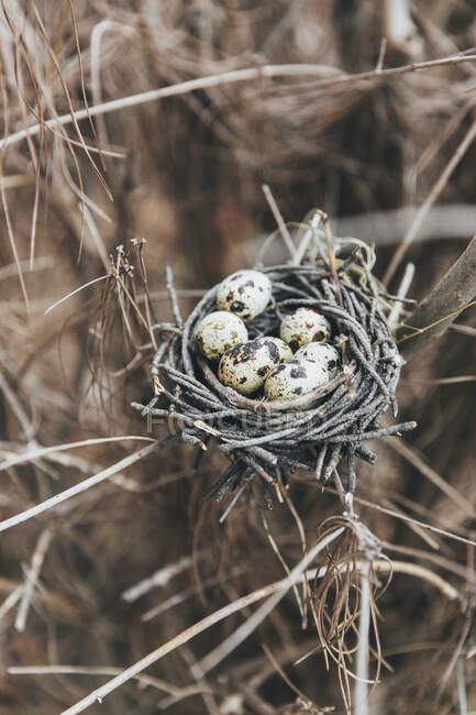Ovos de codorna em um ninho — Fotografia de Stock