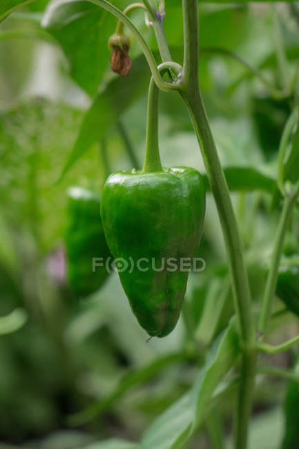 Nahaufnahme einer grünen Paprika, die auf einer Pflanze wächst — Stockfoto