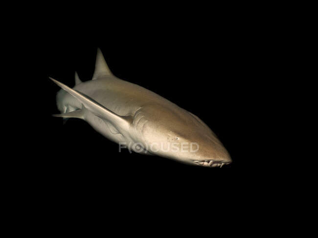 Un requin nageur sur fond noir — Photo de stock