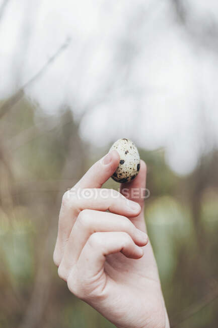 Mão de mulher segurando um ovo de codorna — Fotografia de Stock
